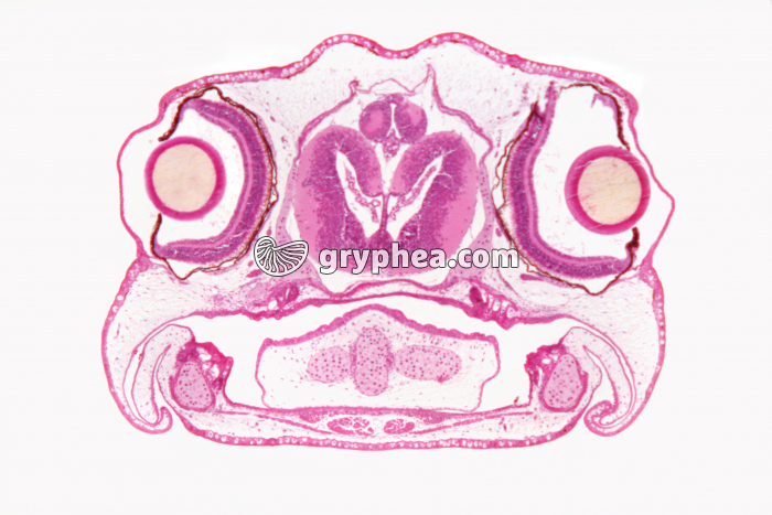 Embryon de grenouille (tétard) zone antérieure CT x7 - gryphea.com